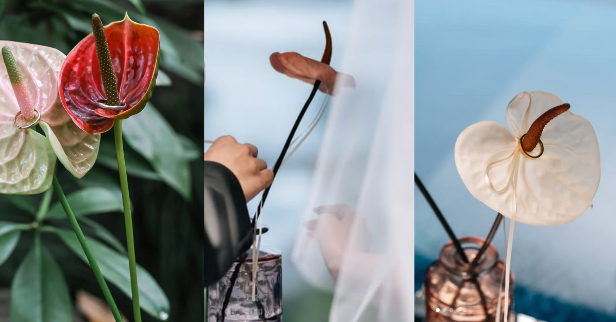 リングピローの新定番！今どき花嫁のおしゃれな「アンスリウム」アレンジ7選｜バレエコア,パールetc…