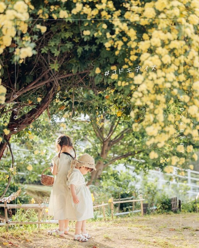 【日常を愛しく残す #コドモデイズ 📷✨ 】
今回は、「きょうだいフォト」をご紹介します！

1枚目: 満開モッコウバラの下で♡(@yuno_021027 さん)
2枚目: 2年目の新玉ねぎ掘り🧅(@jij_inn さん)
3枚目: 平和な休日🕊️(@moo_su__n さん)
4枚目: ネモフィラの海〜〜🩵💙(@itoaya1207 さん)
5枚目: 仲良く３人で歯磨きしてた日🪥🫧(@ciao_27 さん)
6枚目: 小浜島での思い出🏝️(@roylia_photography さん)
7枚目: おしゃれなこいのぼりと🎏(@suzumu__photrip さん)
8枚目: ふたりの秘密基地👧🏻👶🏻(@min___.1612 さん）
9枚目: あ！ぱぱのおしごとのところ〜‎🤍(@nak._.xx さん)
10枚目: 母の日は素敵なお手紙と似顔絵をくれた優しい2人🌹(@hobby_act さん)

みなさん、素敵なお写真ありがとうございました✨

━━━━━━━━━━━━━━━━
＼キュンとするお子さんの日常写真大募集📸／

「#コドモデイズ 」をつけて投稿するだけで応募完了！
ポストいただいた中から厳選して、素敵なお写真をこちらのアカウントでご紹介させていただきます✨
沢山のご応募お待ちしています♩
⁡━━━━━━━━━━━━━━━━
⁡⁡
▽ARCH DAYSトップページはこちらからチェック！
@archdays　プロフィールのリンクから
⁡
▽ウェディング情報は姉妹アカウントへ💎
@archdays_weddings
⁡
#兄弟フォト#姉妹フォト#兄妹コーデ#何気ない瞬間を残したい #愛すべき日常を写真で残そう#ママカメラ#成長記録 #日常の風景 #日常の一コマ #赤ちゃんのいる暮らし #赤ちゃんのいる生活 #こどものいる暮らし #こどものいる生活 #子どものいる暮らし #コドモデイズ #archdays